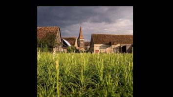 Prima floare din România care ar putea fi protejată la nivel european