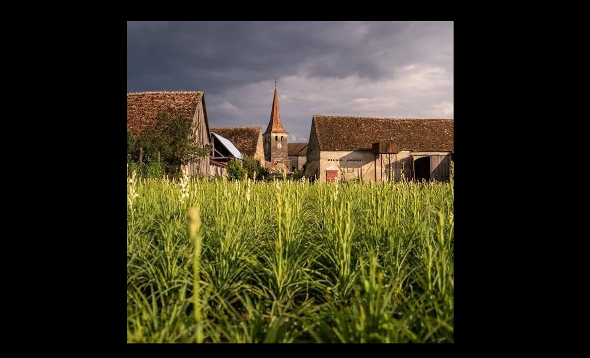 Prima floare din România care ar putea fi protejată la nivel european