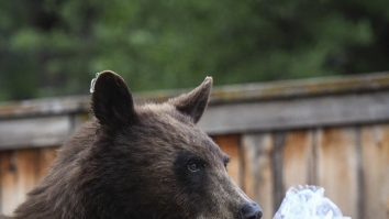 Încă o persoană a fost atacată de urs. S-a solicitat intervenția elicopterului SMURD