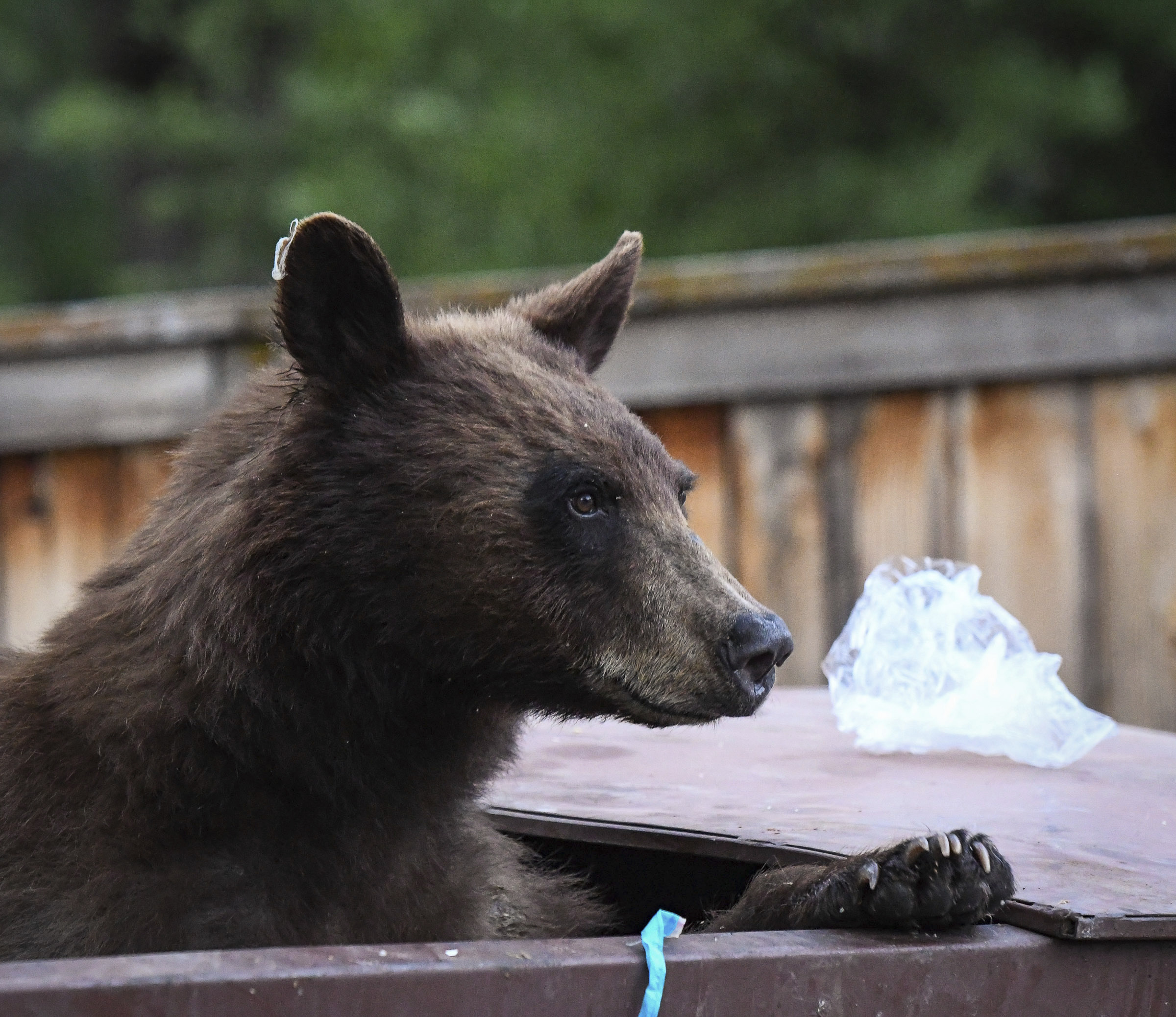 Amenda primită de un turist după ce a hrănit un urs în Prahova