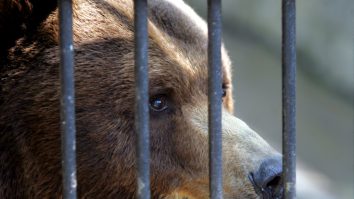 Animalele de la o grădină zoologică au fost vaccinate anti-COVID-19