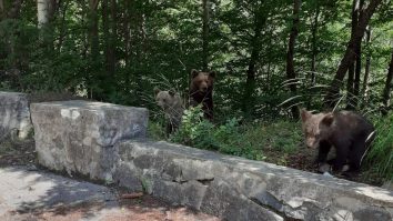 O femeie a fost amendată pentru că a fotografiat o ursoaică cu doi pui