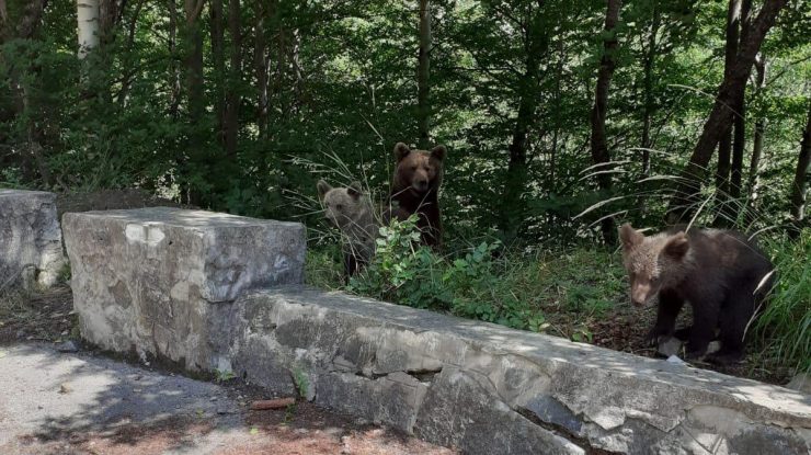 O femeie a fost amendată pentru că a fotografiat o ursoaică cu doi pui