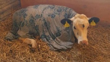 „Vaca sfântă“. Un vițel cu trei ochi, salvat de la sacrificare pentru a fi venerat ca un zeu. FOTO