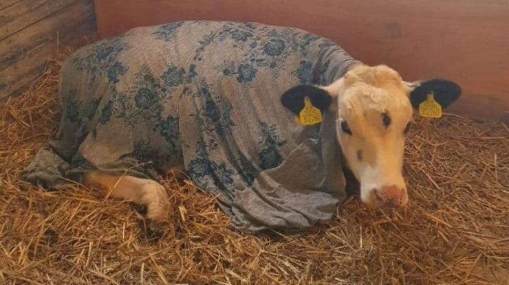 „Vaca sfântă“. Un vițel cu trei ochi, salvat de la sacrificare pentru a fi venerat ca un zeu. FOTO