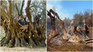 Arborele de măslin din Evia, vechi de 2500 de ani, înainte și dupp incendiile devastatoare.