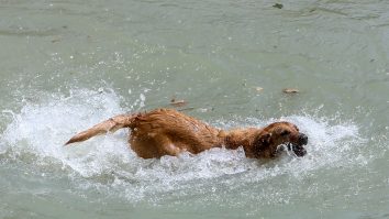 un caine se balaceste in apa