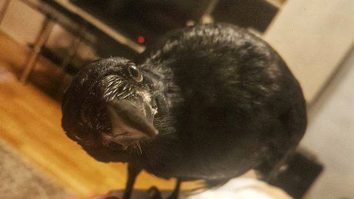 Recompensă de 3.000 de euro pentru găsirea unei ciori. Cronco a ieșit afară, dar nu s-a mai întors