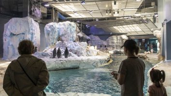 Animale vaccinate contra COVID-19 în SUA. Măsura a fost adoptată după ce mai multe animale au murit din această cauză