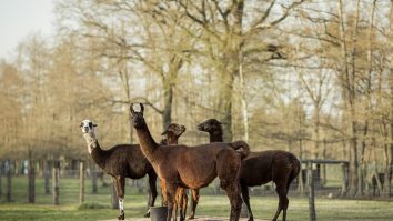 Anticorpii lamelor ar putea juca un rol crucial în lupta contra COVID-19