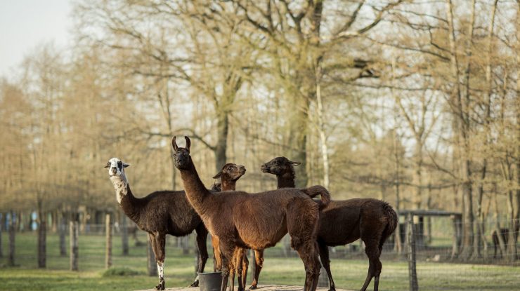 Anticorpii lamelor ar putea juca un rol crucial în lupta contra COVID-19