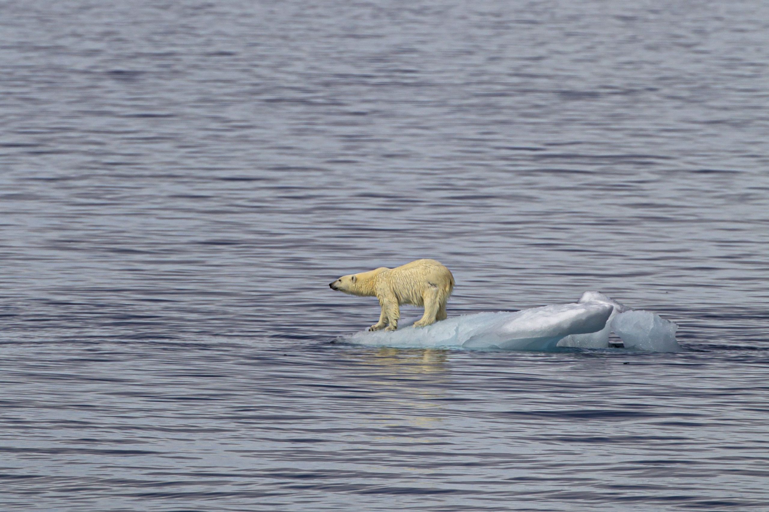 A plouat prima dată în istorie pe vârfurile ghețarilor din Groenlanda. „Un fenomen meteorologic cu care nu a trebuit să ne confruntăm”