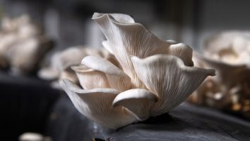 Studiu. Vârstnicii care mănâncă ciuperci în fiecare săptămână, risc de 50% mai mic de a se îmbolnăvi de Alzheimer