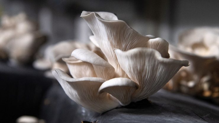 Studiu. Vârstnicii care mănâncă ciuperci în fiecare săptămână, risc de 50% mai mic de a se îmbolnăvi de Alzheimer