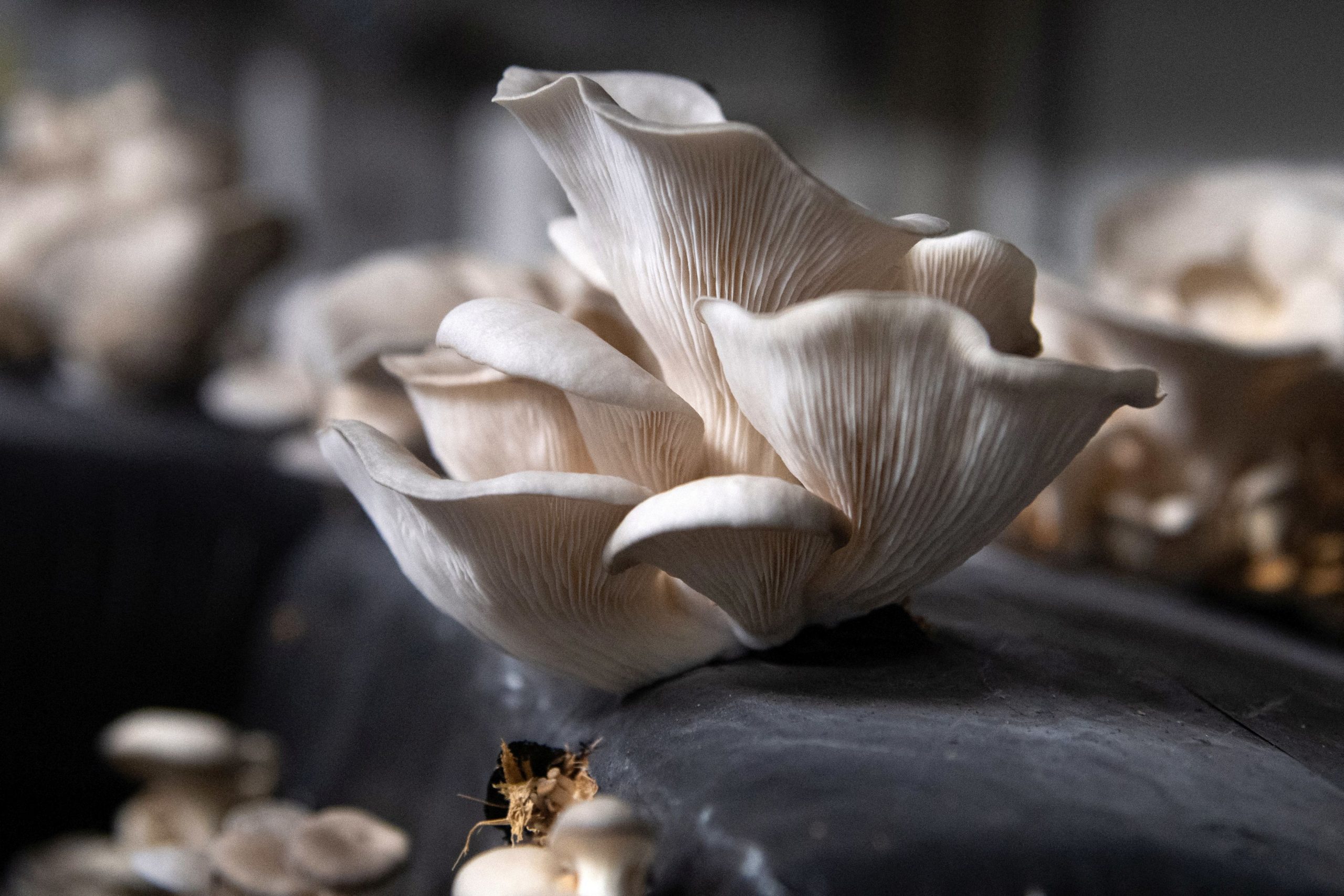 Studiu. Vârstnicii care mănâncă ciuperci în fiecare săptămână, risc de 50% mai mic de a se îmbolnăvi de Alzheimer