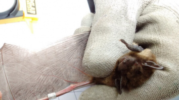 Liliacul a fost botezat „Olympian”. Foto: Bat Conservation Trust