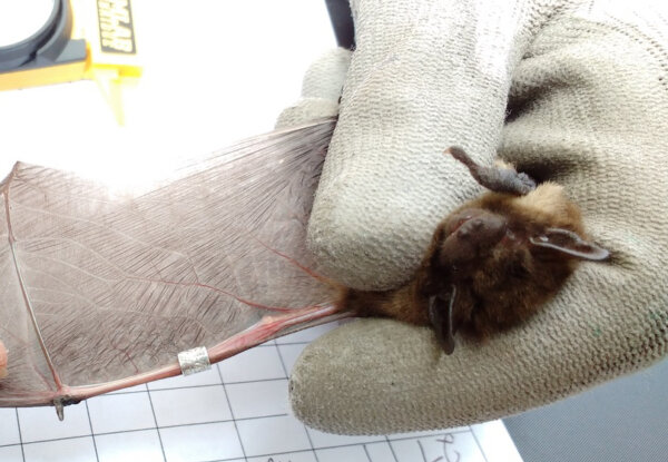Liliacul a fost botezat „Olympian”. Foto: Bat Conservation Trust