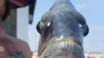 Peștele cu dinți „umani”. Foto: Jennette's Pier