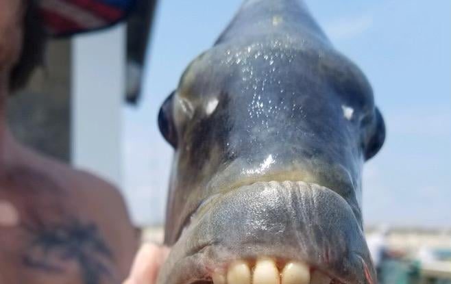 Peștele cu dinți „umani”. Foto: Jennette's Pier