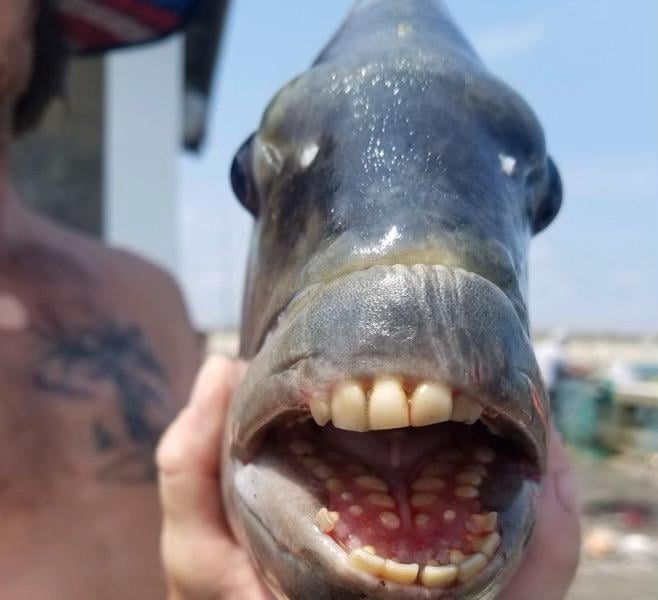 Peștele cu dinți „umani”. Foto: Jennette's Pier