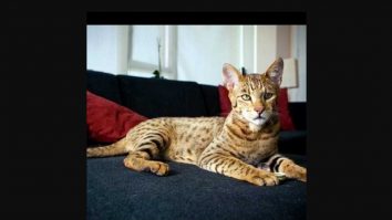 Rasa de pisici cea mai scumpă din lume. Un exemplar poate costa și 125.000 de dolari