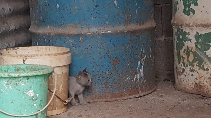 Pisică fotografiată de pompierii români din Grecia.