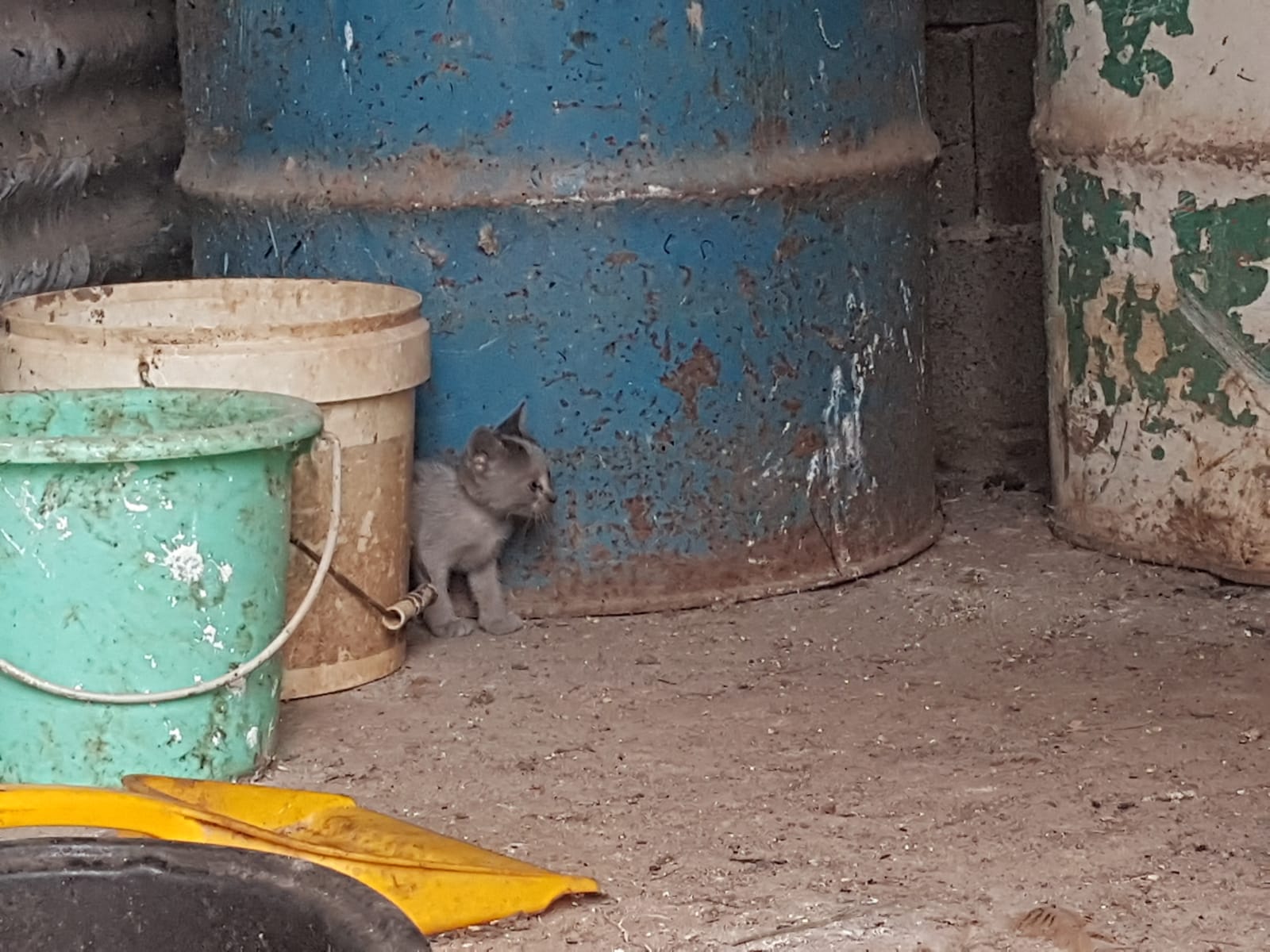 Pompierii români din Grecia salvează tot, chiar și sufletele necuvântătoare: „Nu lăsăm pe nimeni în urmă, da?”