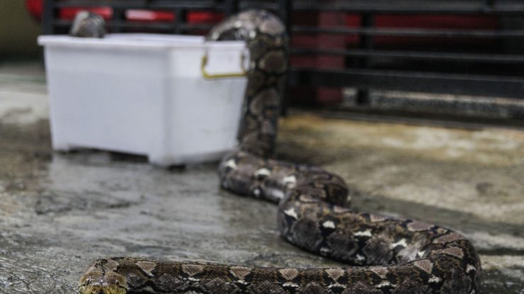 O femeie a găsit un şarpe de trei metri într-un supermarket: „Am fost şocată”