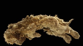 Puiul de leu Sparta care a fost găsit în permafrostul din Siberia.