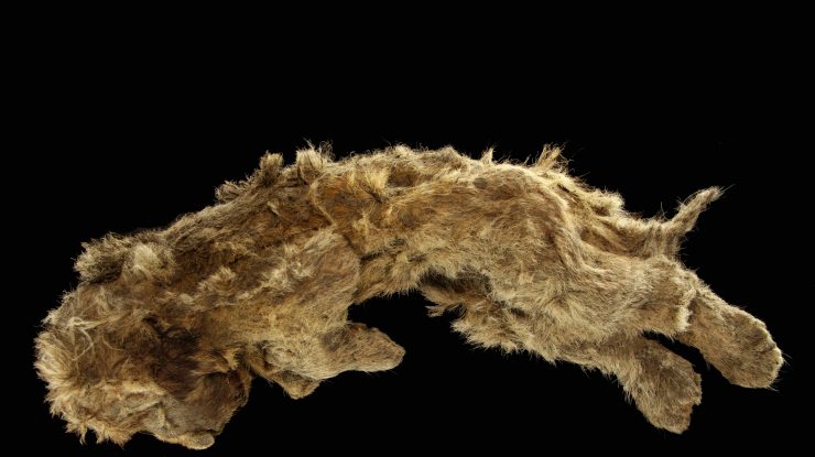 Puiul de leu Sparta care a fost găsit în permafrostul din Siberia.