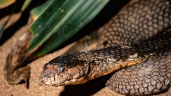 Două specii care au făcut pagube de peste 16 miliarde de dolari în întreaga lume