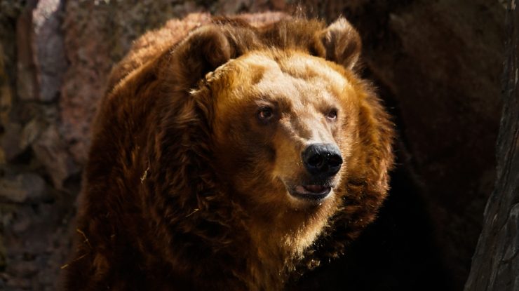 Un milionar rus a împuşcat un alt bărbat, după ce l-a confundat cu un urs