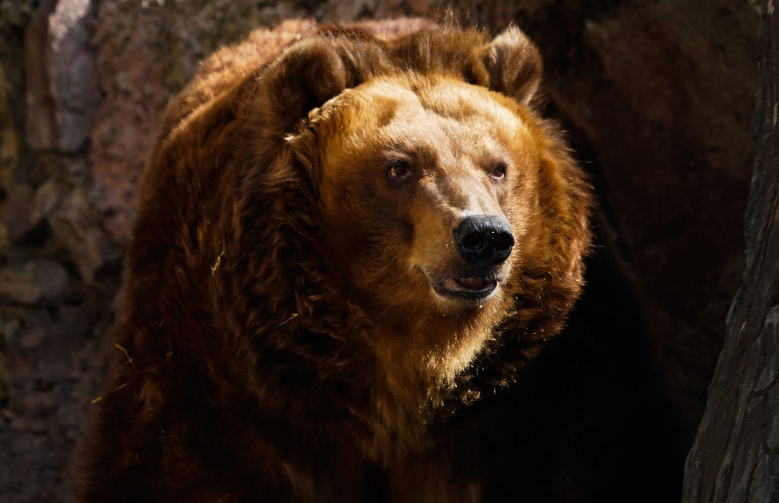 Un milionar rus a împuşcat un alt bărbat, după ce l-a confundat cu un urs