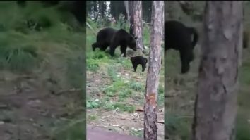 VIDEO. Momentul în care motanul Vasya alungă un urs de la petrecerea unor pescari din Rusia