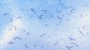 VIDEO. NASA studiază viermii de gheaţă, rude îndepărtate cu râmele. Cum arată aceste viețuitoare și cu ce se hrănesc