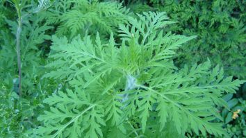 Alergiile cauzate de ambrozie favorizează răspândirea COVID