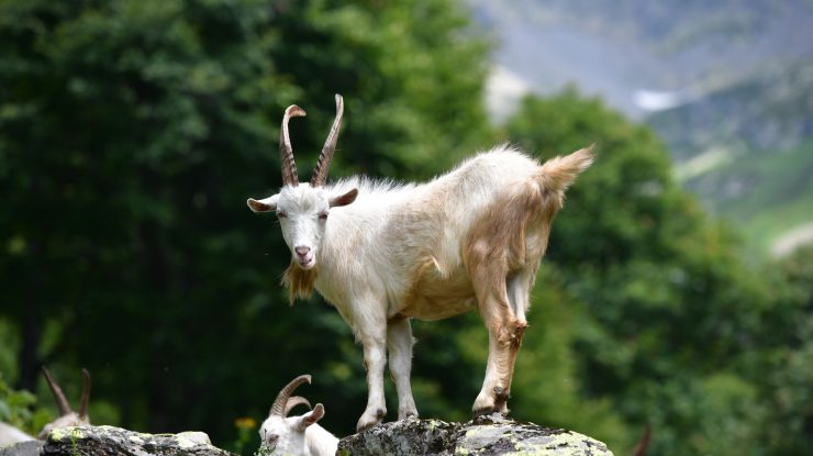 INEDIT. O capră a ucis un urs grizzly. A fost nevoie de o expertiză criminalistică pentru a afla cum s-a desfășurat lupta