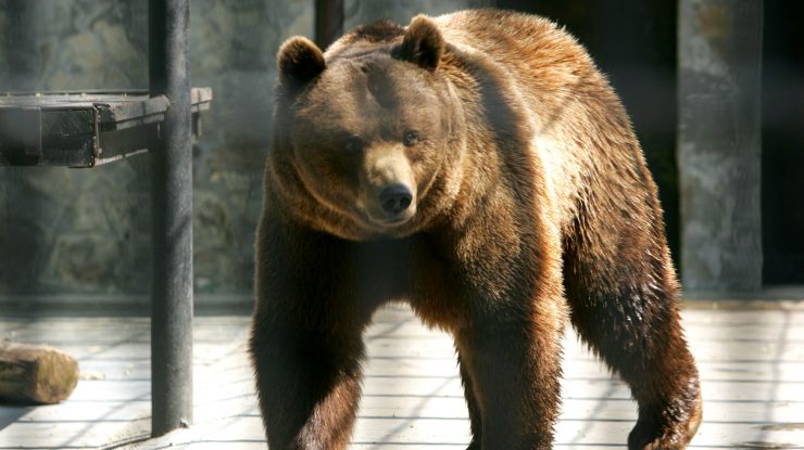 Condamnare la închisoare pentru o tânără care s-a apropiat de un urs, pentru a-l fotografia. Cât va sta după gratii