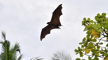 Un virus asemănător cu Covid-19, identificat în 2010 în probe prelevate de la lilieci. Unde a fost descoperit