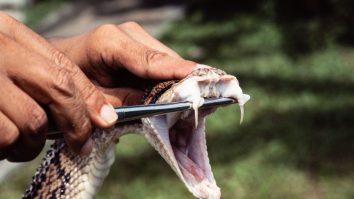 VIDEO. Glumă mortală. Un rus a vrut să își pună în gură o viperă pentru a-și impresiona prietenii. Bărbatul a murit la spital