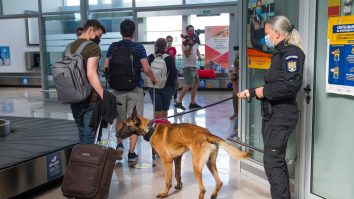 CLUJ-NAPOCA: Câinii care adulmecă COVID-19 vor fi trimiși la Aeroportul Internațional