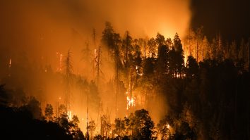 Cel mai mare copac din lume este amenințat de flăcări. Pompierii l-au acoperit cu o pătură rezistentă la foc