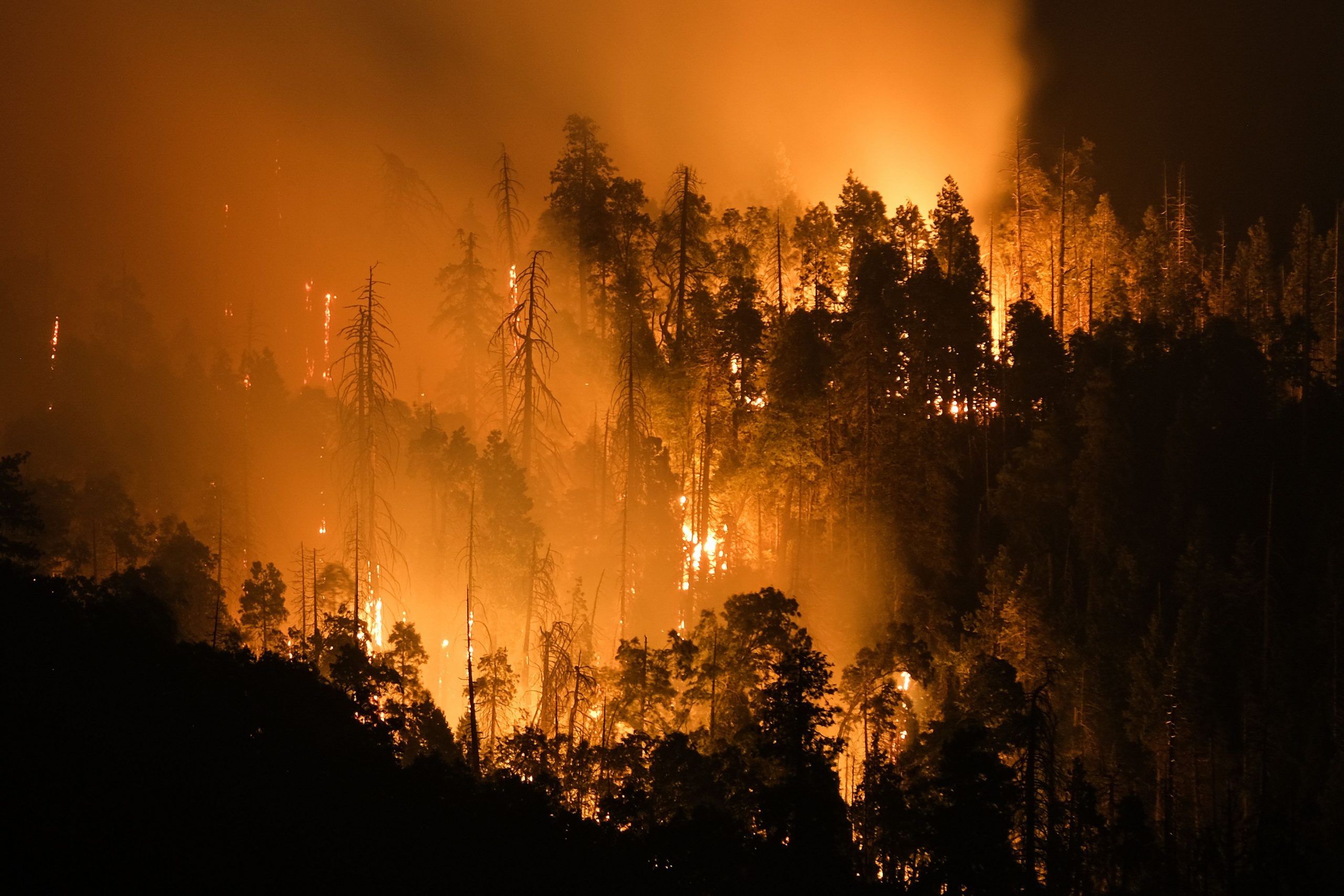Cel mai mare copac din lume este amenințat de flăcări. Pompierii l-au acoperit cu o pătură rezistentă la foc