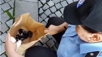 Amenda primită de un bucureștean pentru că a abandonat 5 pui de pisică pe stradă