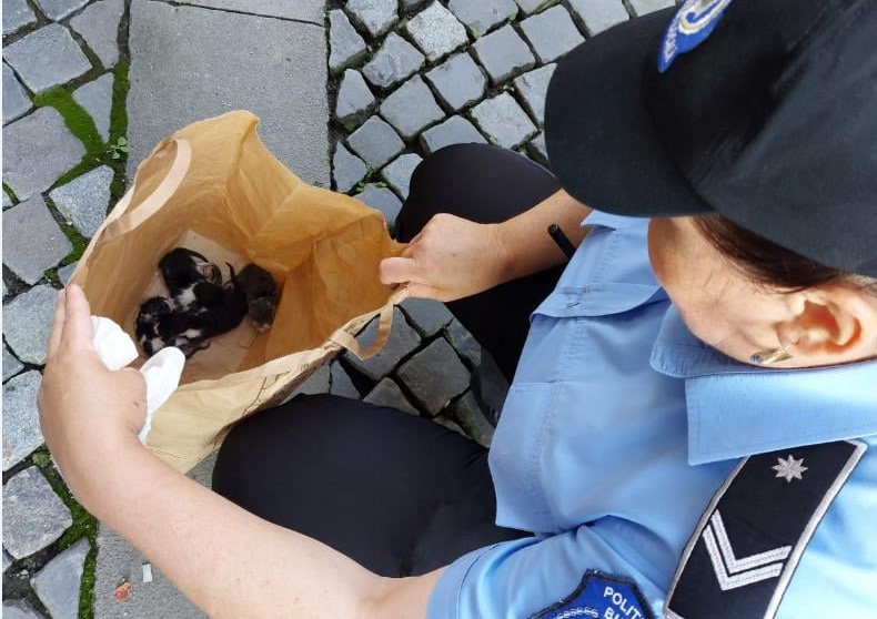 Amenda primită de un bucureștean pentru că a abandonat 5 pui de pisică pe stradă