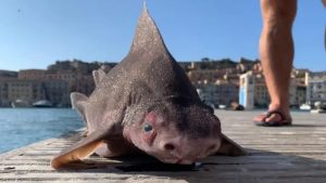 Creatură bizară descoperită de marinarii italieni: un pește care are corp de rechin și cap de porc. FOTO