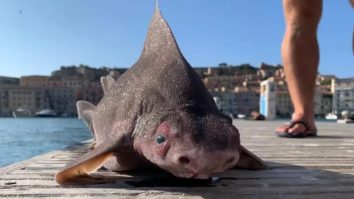 Creatură bizară descoperită de marinarii italieni: un pește care are corp de rechin și cap de porc. FOTO