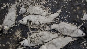 pesti morti intr-un lac secat din sua
