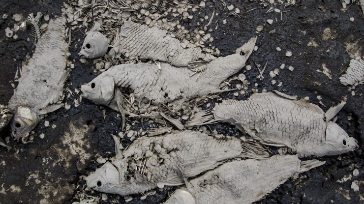 pesti morti intr-un lac secat din sua