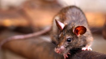 Țara în care șobolanii intră în clădiri prin toaletă. Cum pot oamenii scăpa de ei
